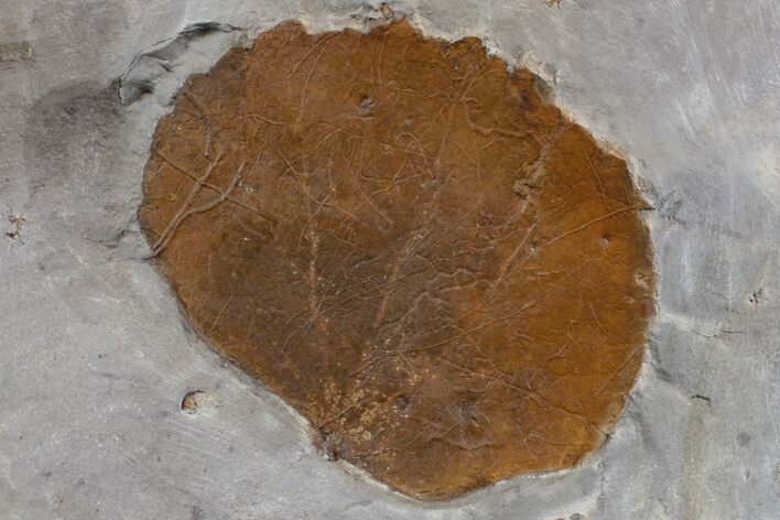 Paleocene Fossil Leaf - Montana #165009